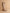 The Samara Cedar Wood Embroidered Western Tall